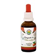 Salvia Paradise – BIO Ashwagandha tinktura bez alkoholu, 50 ml Salvia Paradise – BIO Ashwagandha tinktura bez alkoholu, 50 ml